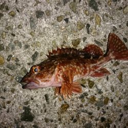 淡路島のロックフィッシュゲーム